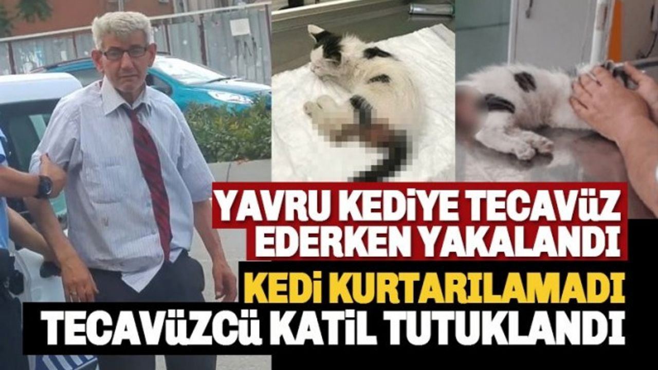 Yavru kediye tecavüz edip ölümüne sebep olan zanlı tutuklandı!