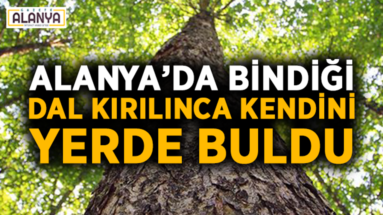 Alanya’da bindiği dal kırılınca kendini yerde buldu