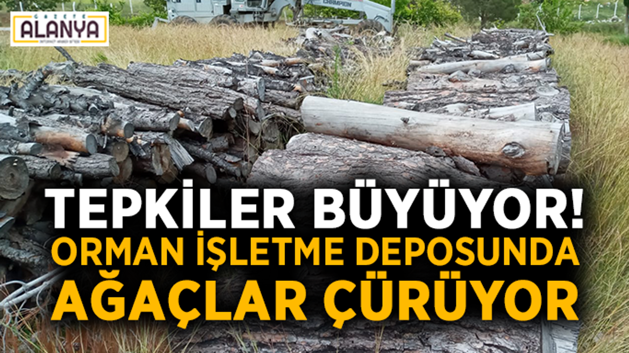 Orman işletme deposunda ağaçlar çürüyor