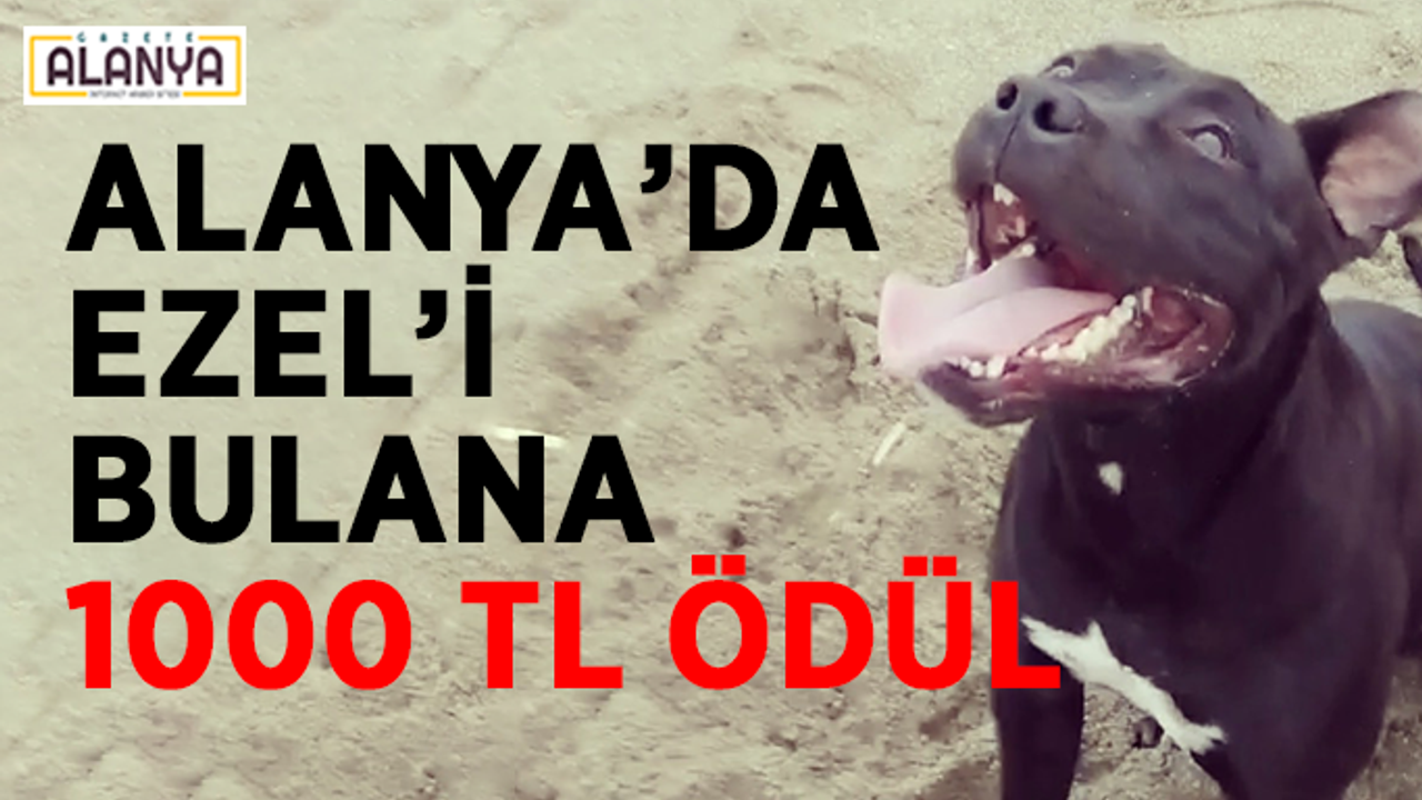 Alanya’da Ezel’i bulana 1000 TL ödül