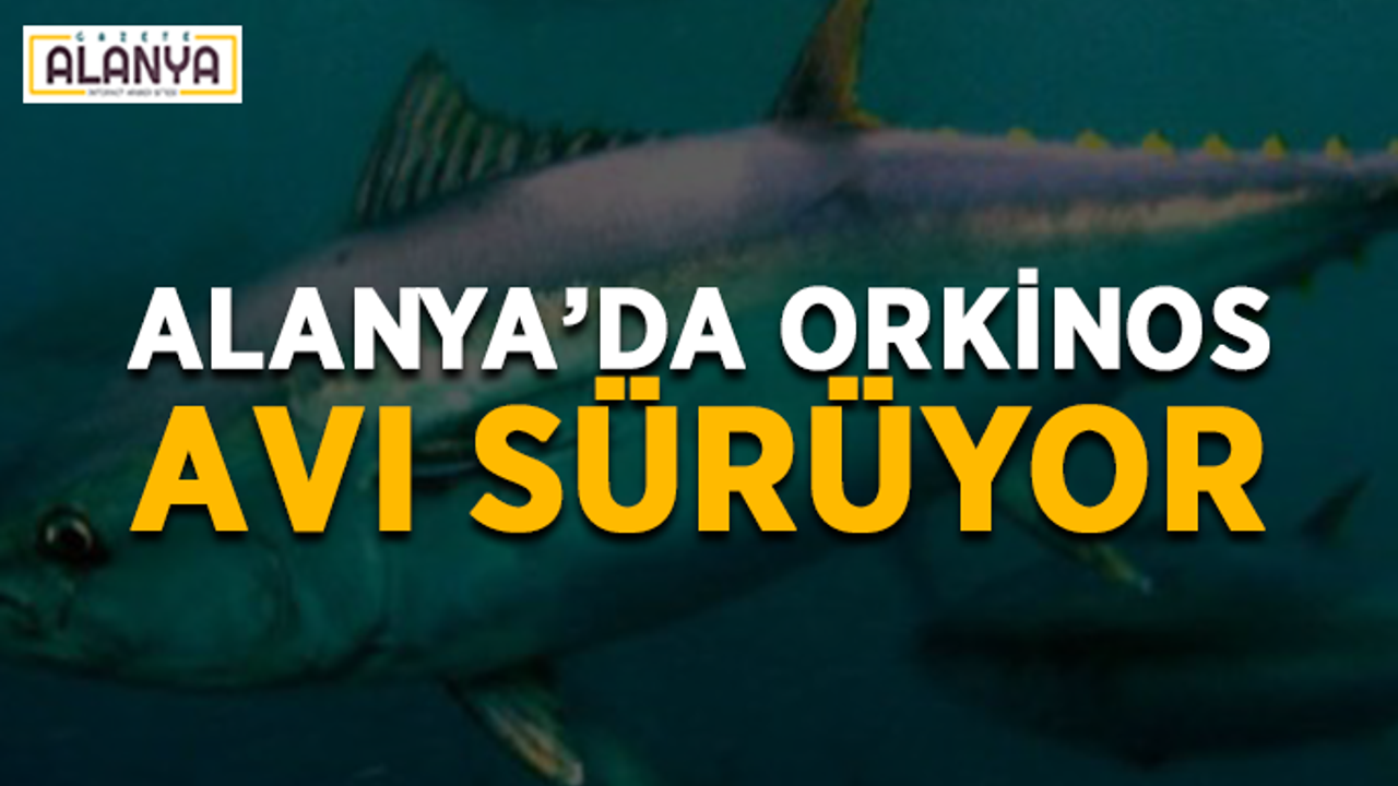 Alanya’da orkinos avı sürüyor