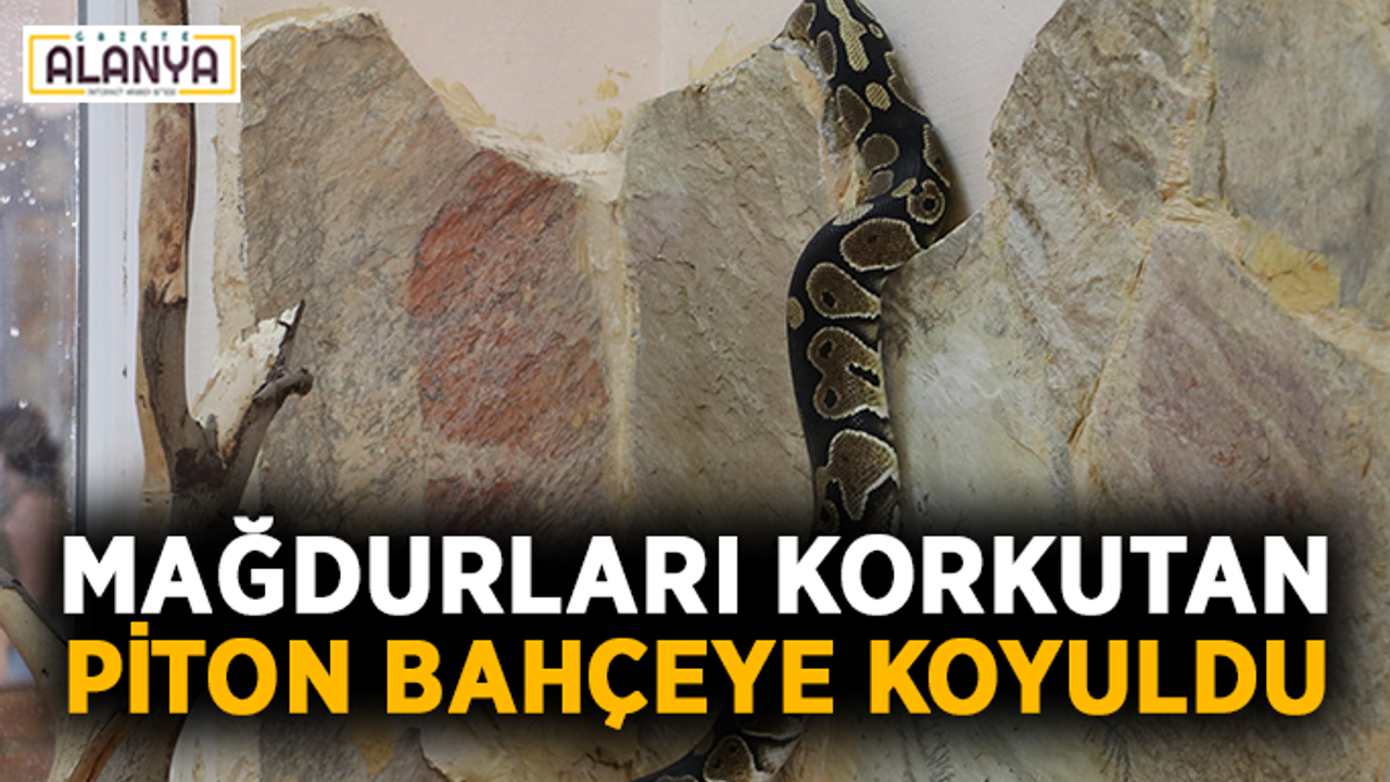Senet mağdurlarını korkutan piton bahçeye koyuldu