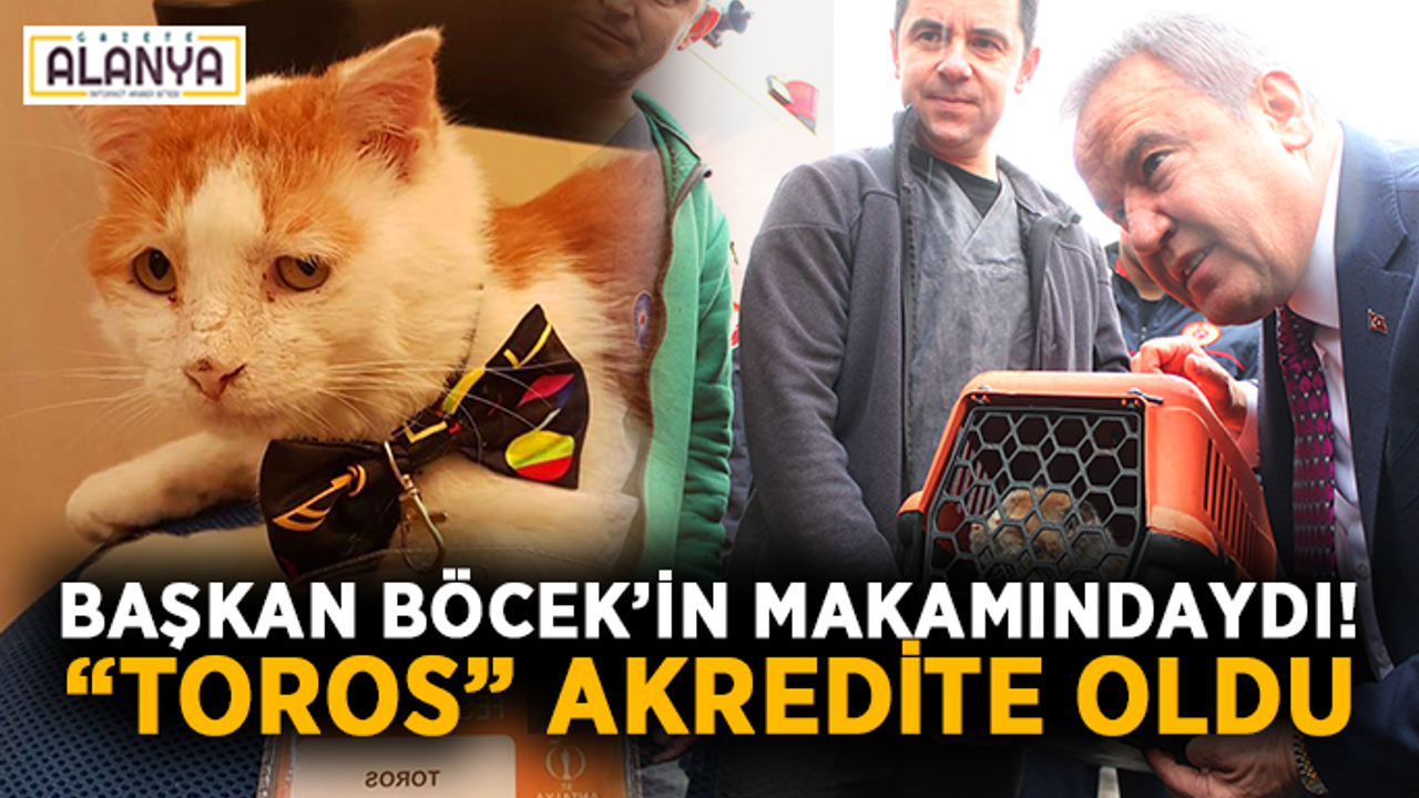Başkan Böcek’in makamındaydı! Tatlı kedi “Toros” akredite oldu