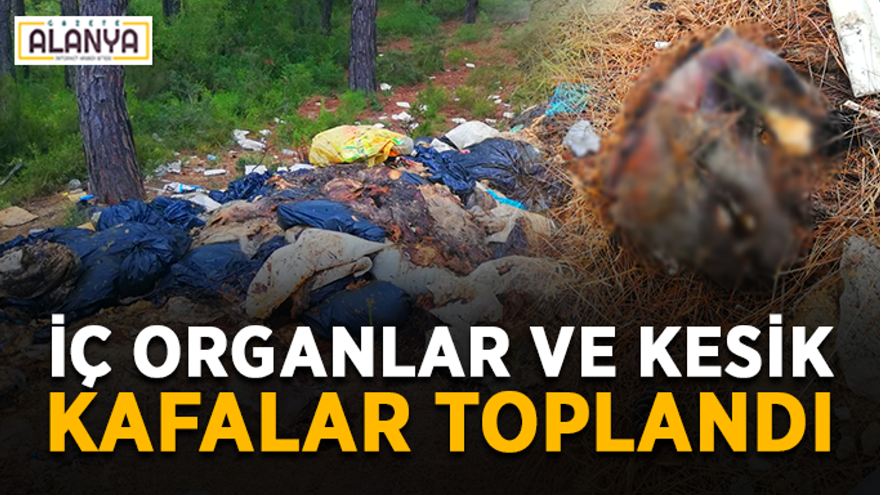 Muhtar bulmuştu! İç organlar ve kesik kafalar toplandı