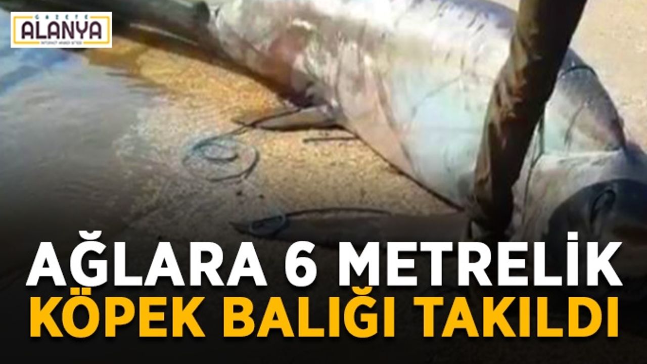 Ağlara 6 metrelik köpek balığı takıldı