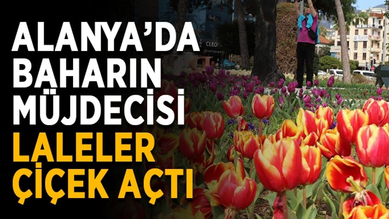 Alanya’da baharın müjdecisi laleler çiçek açtı