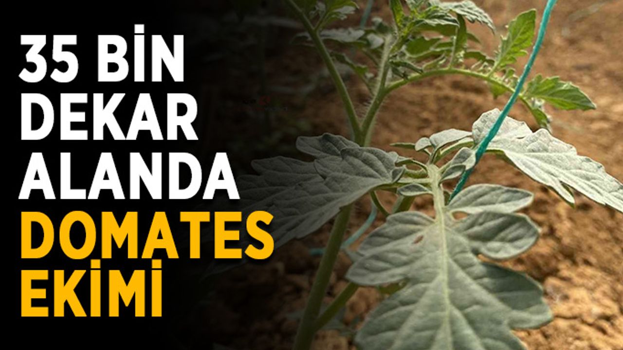 35 bin dekar alanda domates ekimi