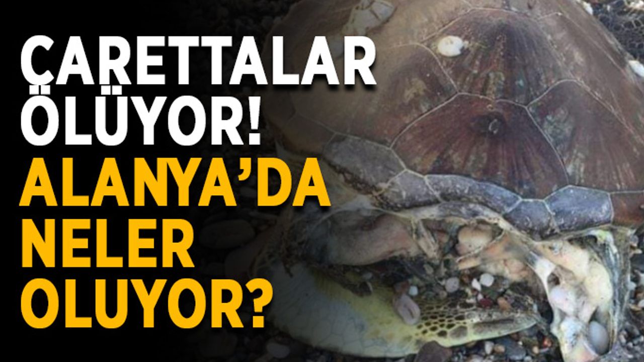 Carettalar ölüyor! Alanya’da neler oluyor?