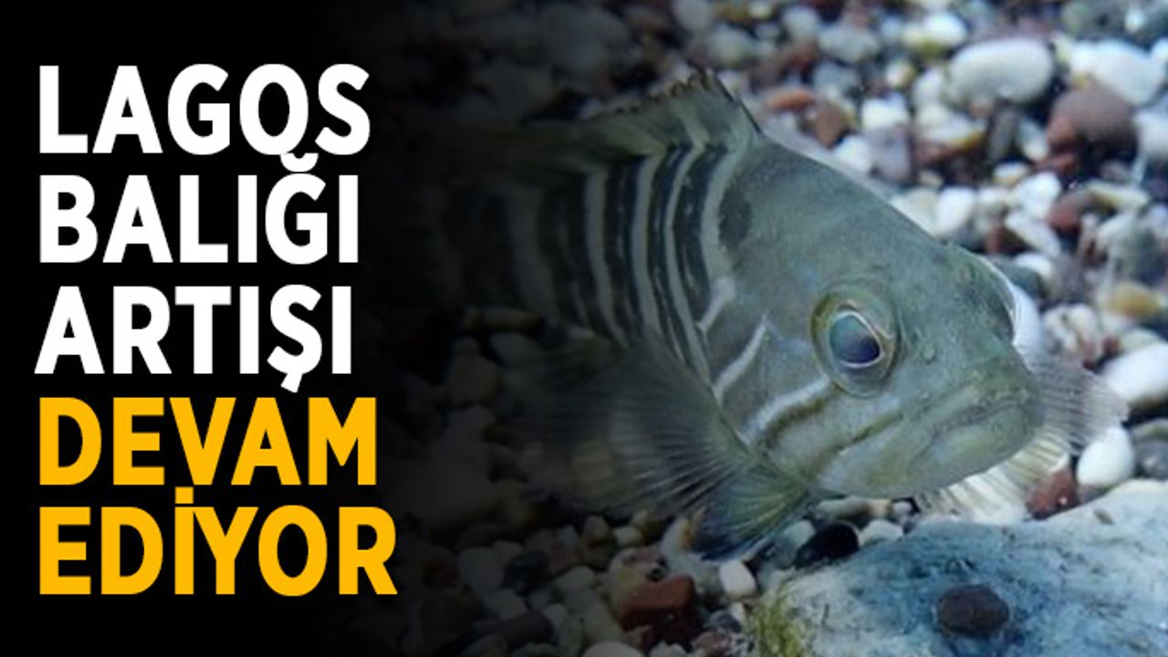 Lagos balığı artışı devam ediyor
