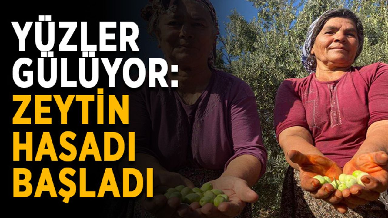 Yüzler gülüyor: Zeytin hasadı başladı