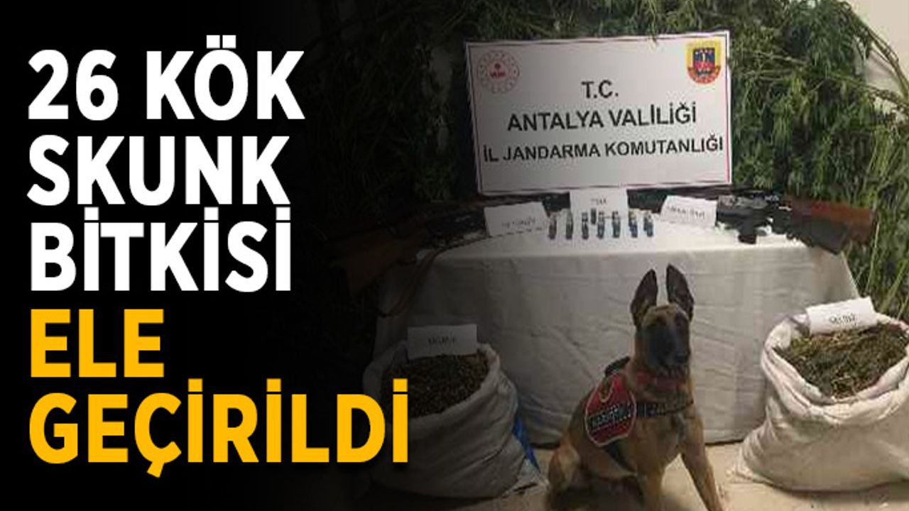 26 kök skunk bitkisi ele geçirildi