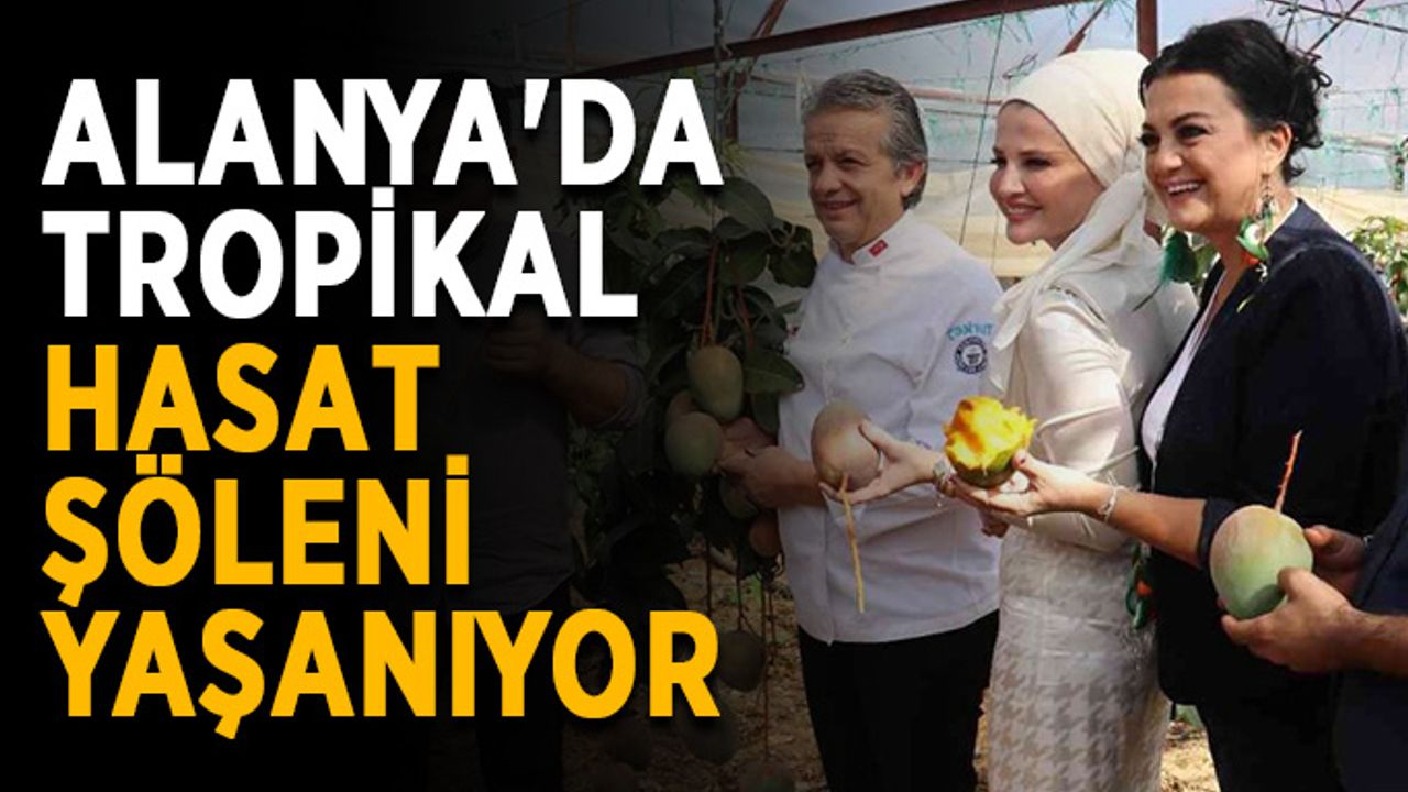 Alanya'da tropikal hasat şöleni yaşanıyor