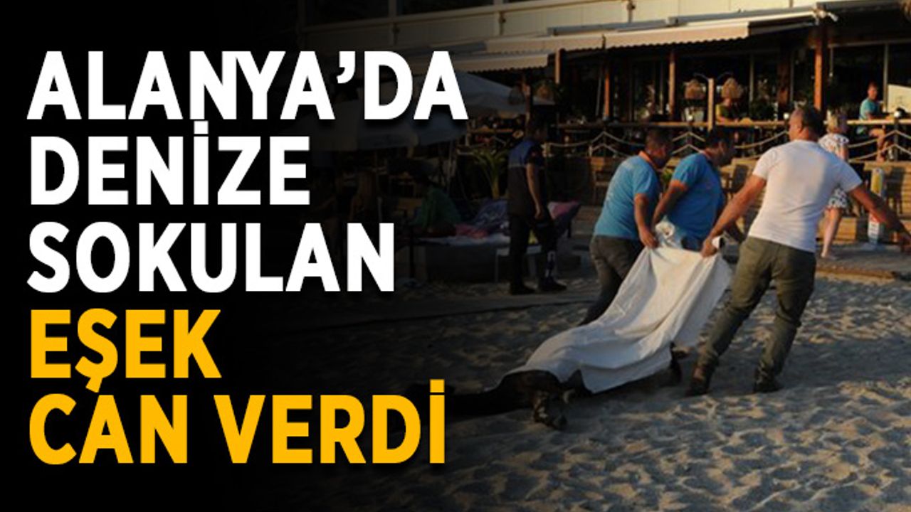 Alanya’da denize sokulan eşek can verdi