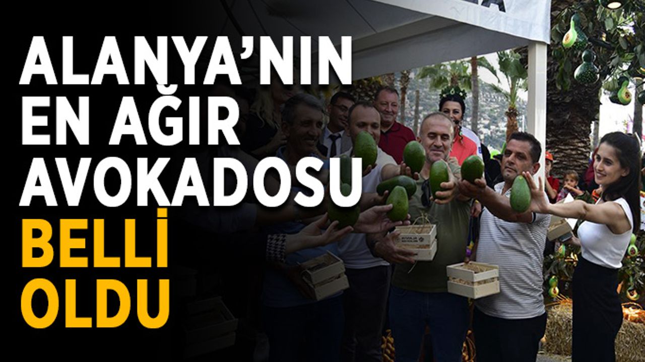 Alanya’nın en ağır avokadosu belli oldu