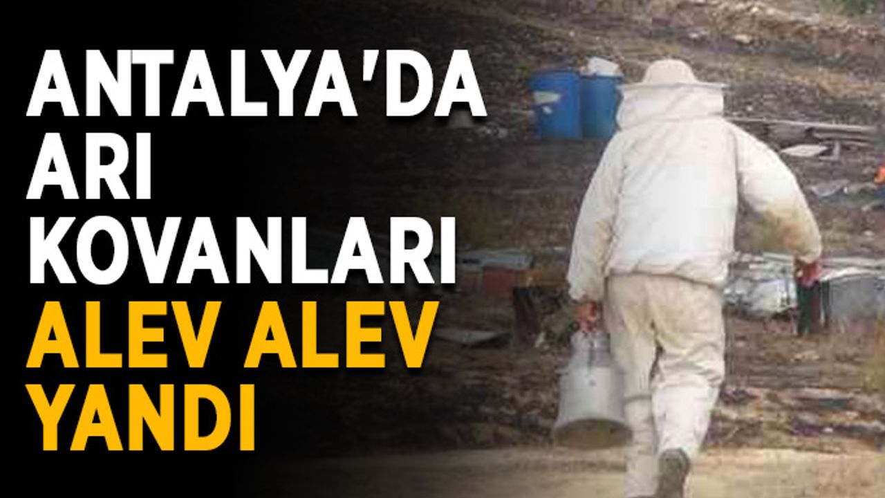 Antalya'da arı kovanları alev alev yandı