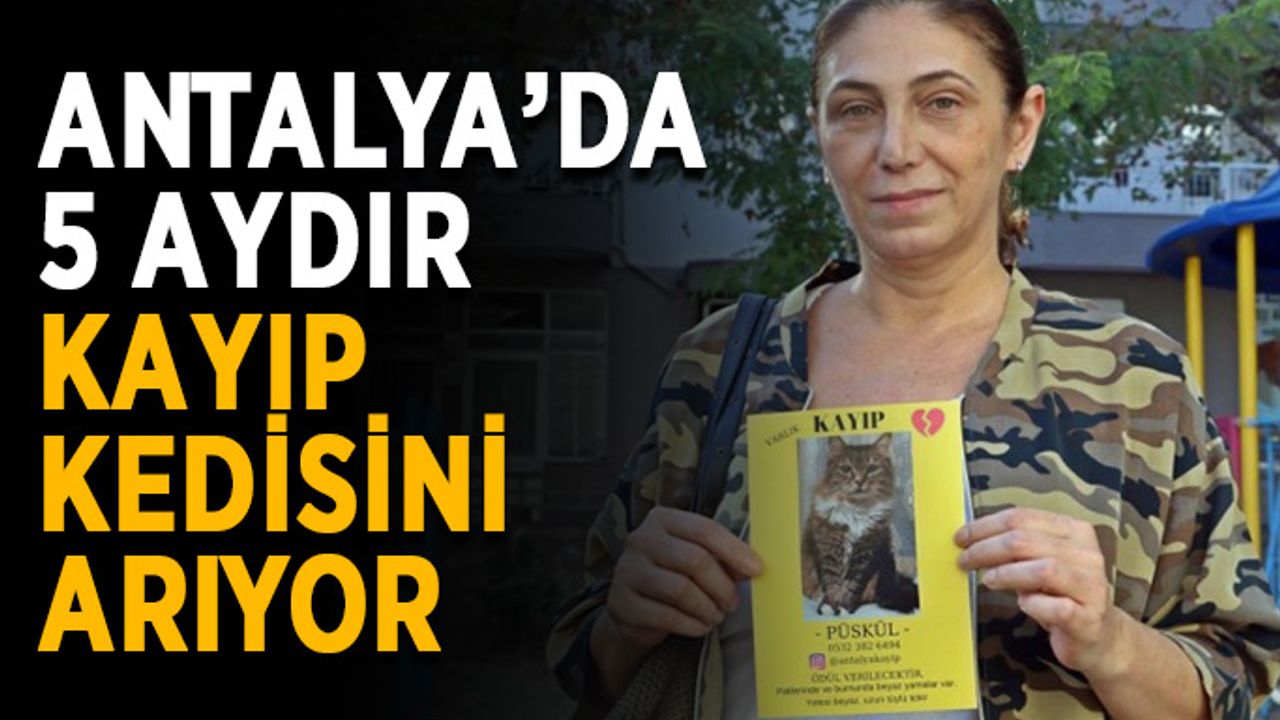 Antalya’da 5 aydır kayıp kedisini arıyor