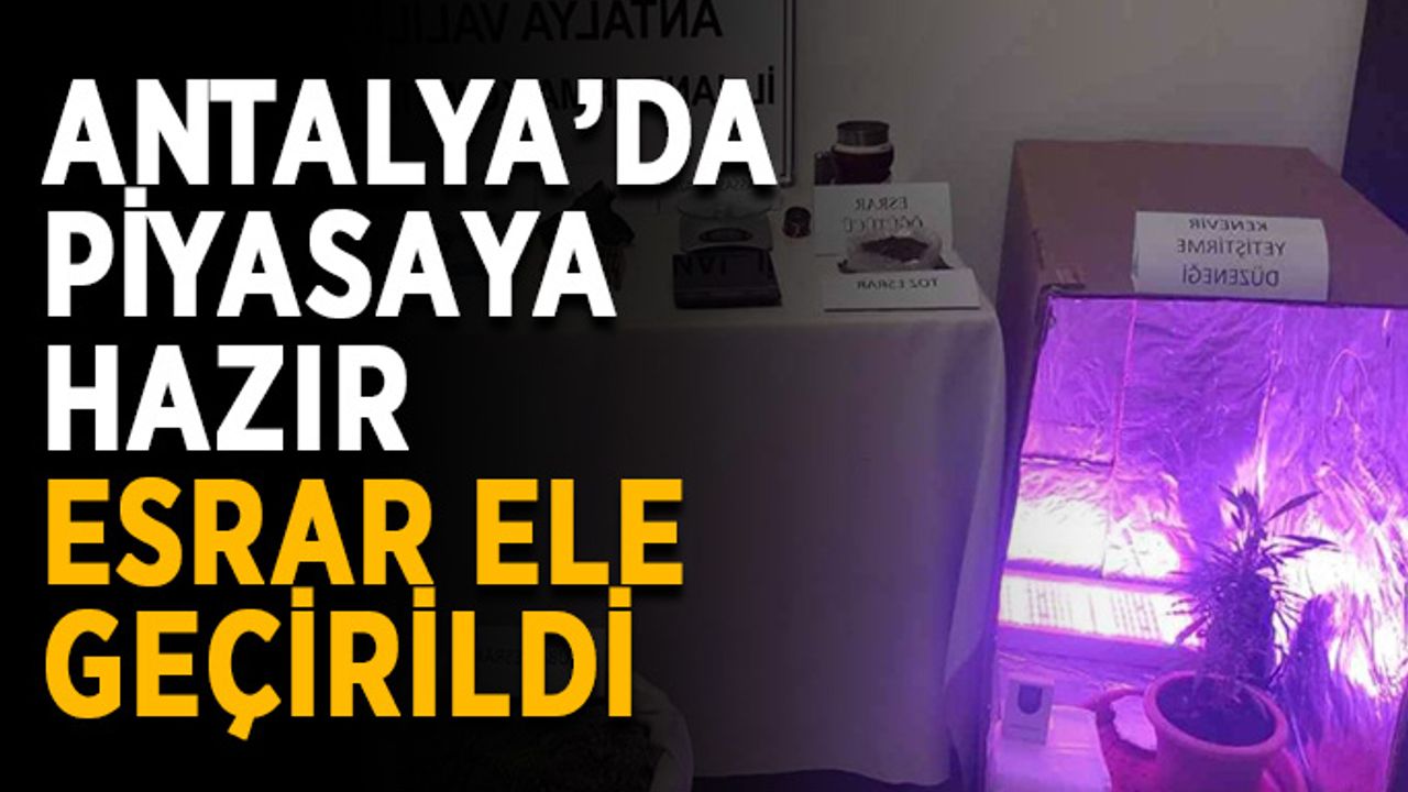 Antalya’da piyasaya hazır esrar ele geçirildi
