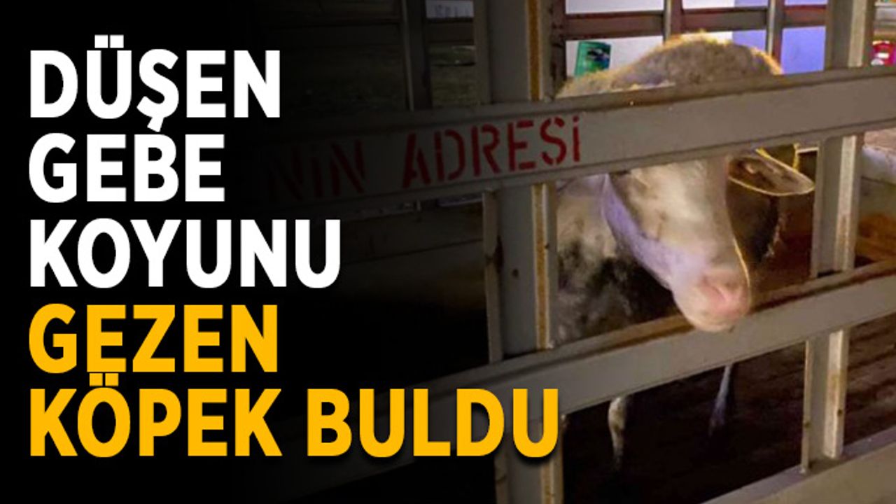 Düşen gebe koyunu gezen köpek buldu