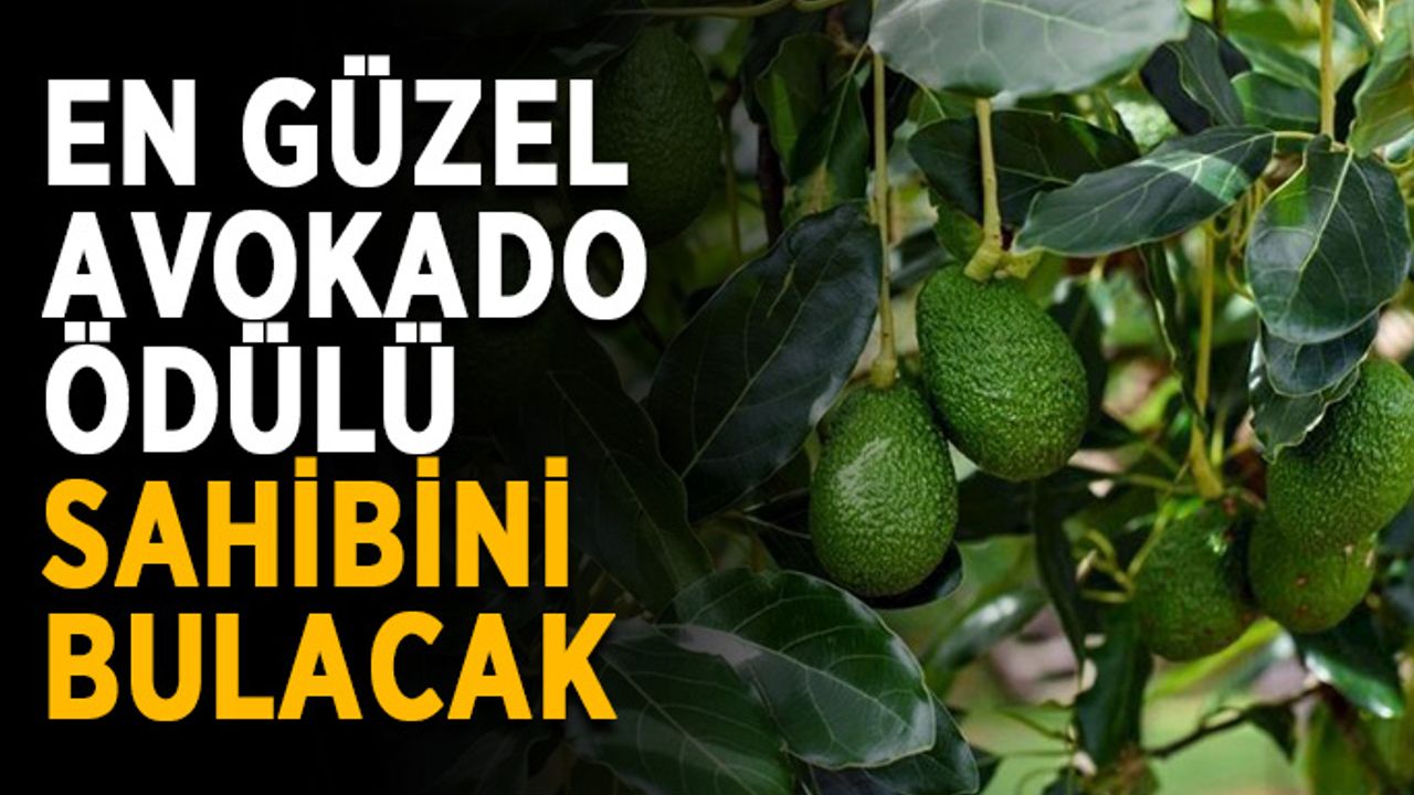 En güzel avokado ödülü sahibini bulacak