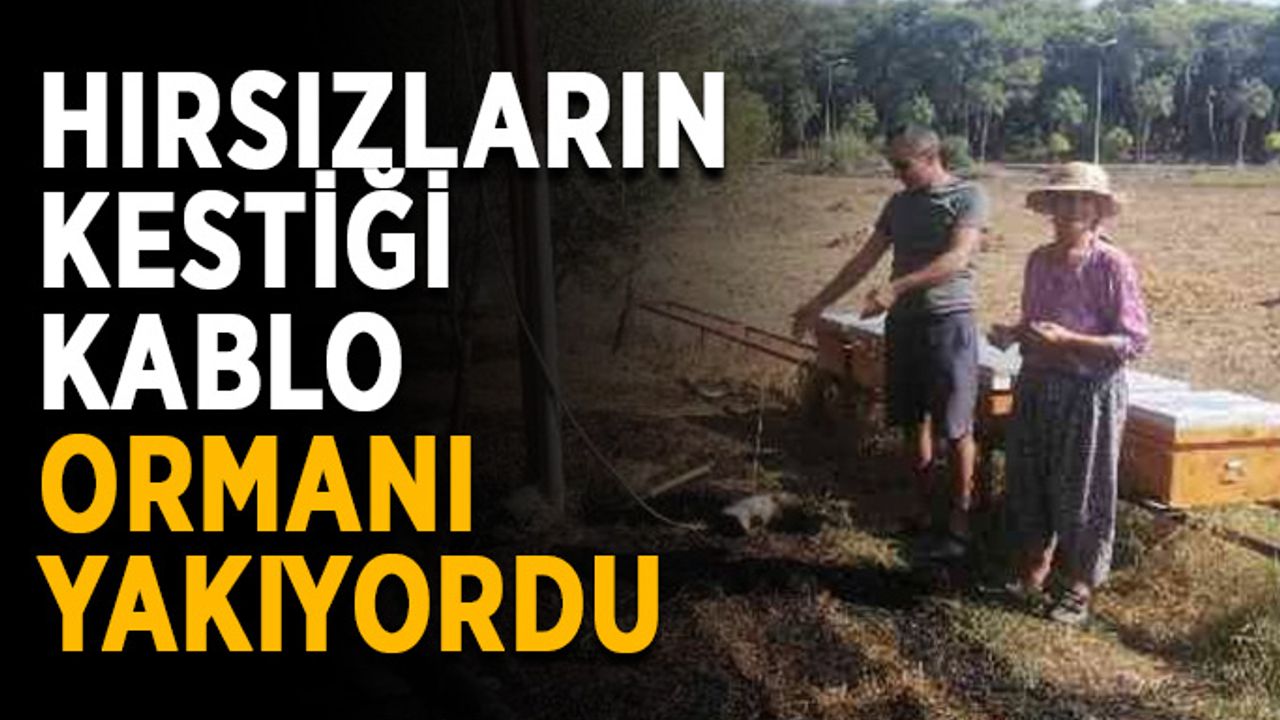 Hırsızların kestiği kablo ormanı yakıyordu