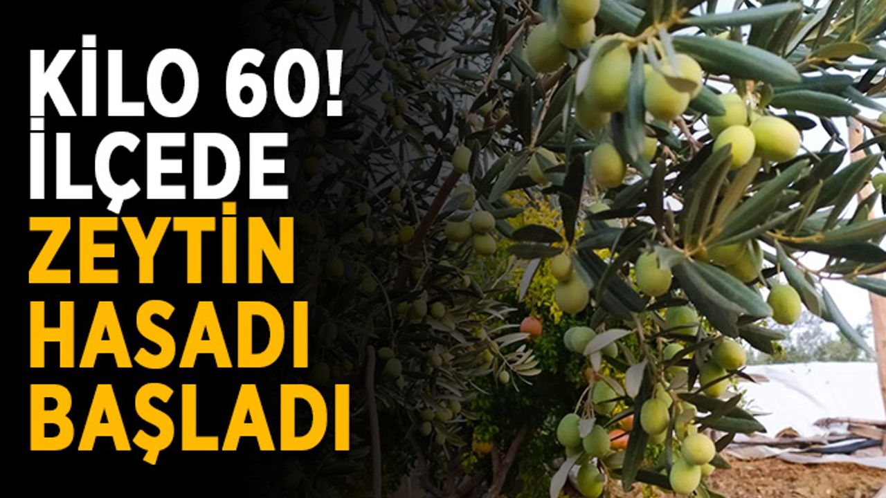 Kilo 60! İlçede zeytin hasadı başladı