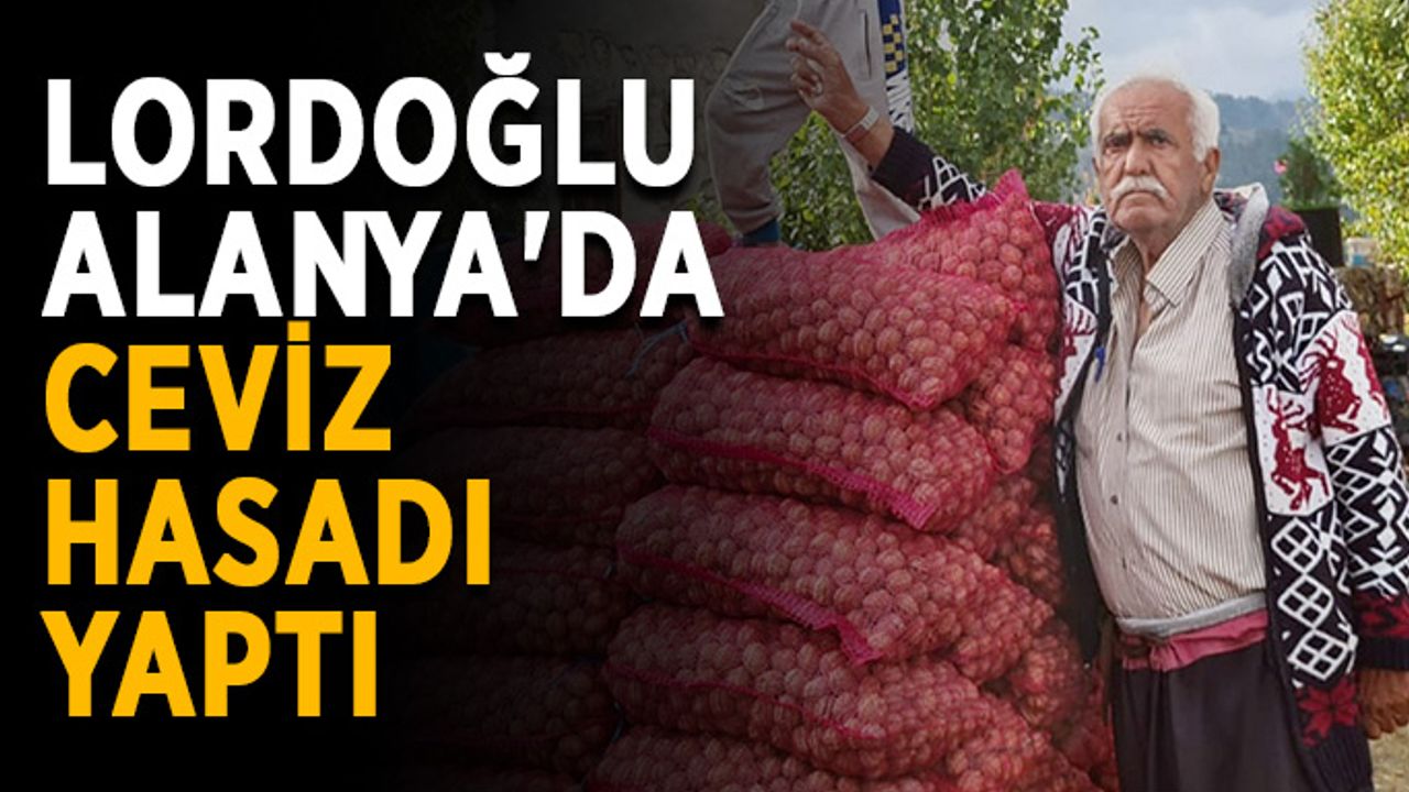 Lordoğlu, Alanya'da ceviz hasadı yaptı