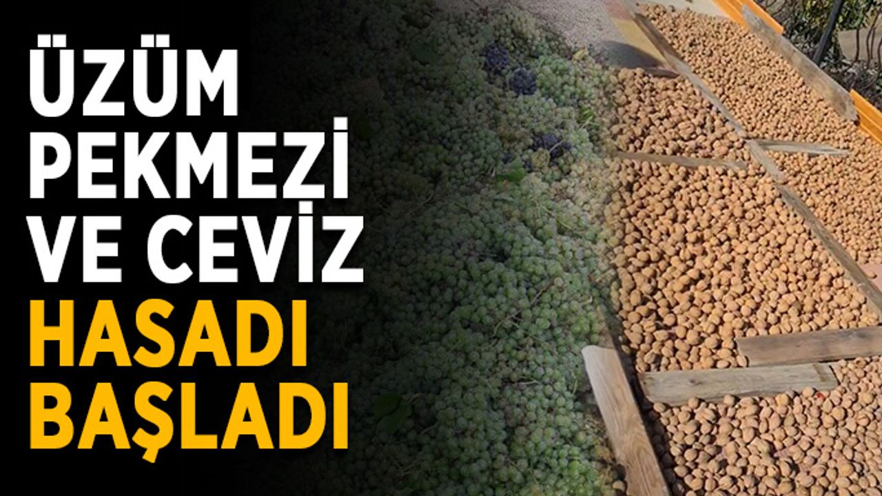 Üzüm pekmezi ve ceviz hasadı başladı