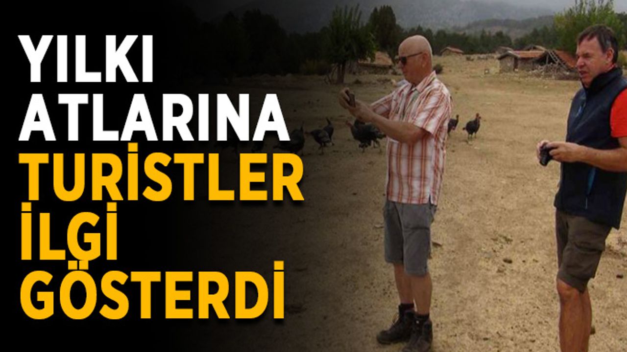 Yılkı atları turistlerin ilgi odağı oldu