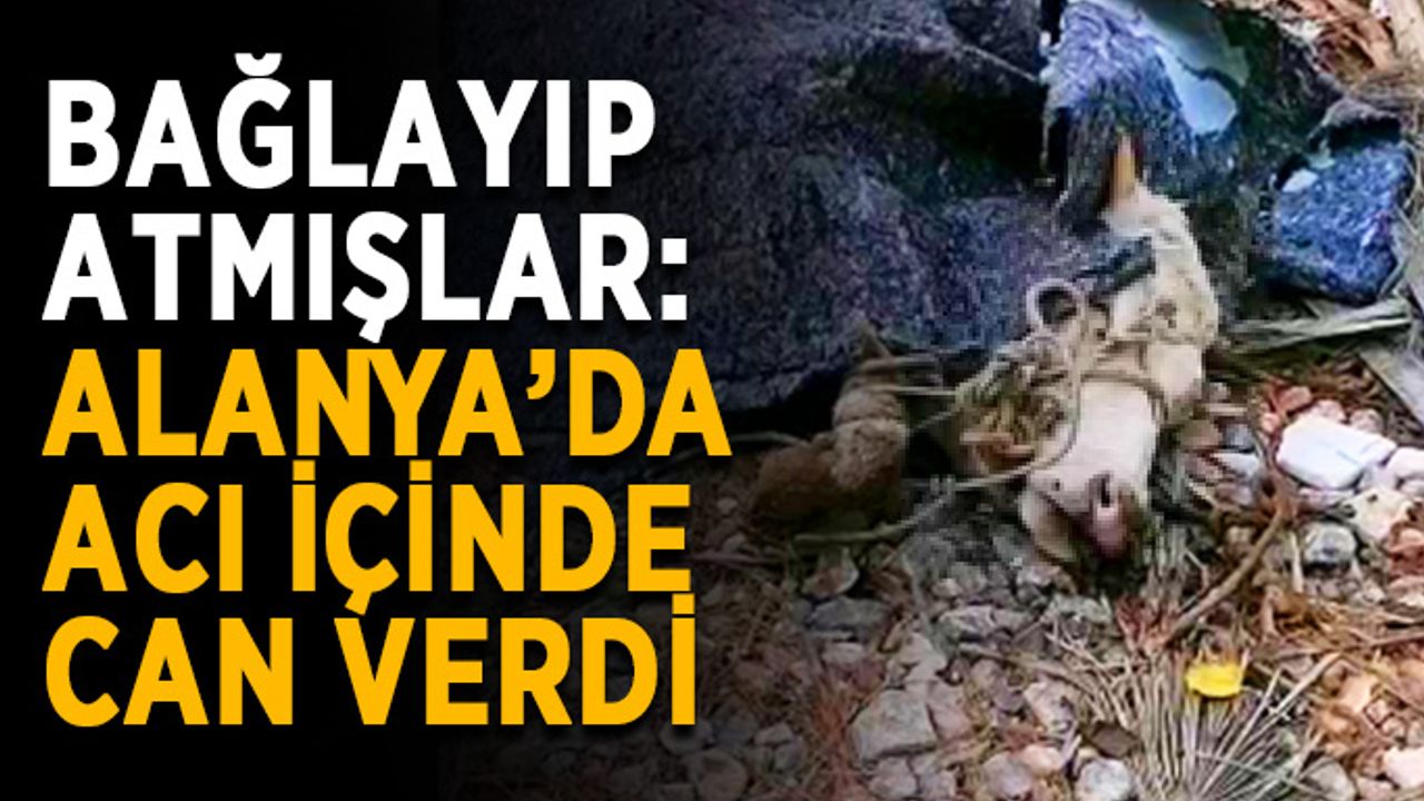Bağlayıp atmışlar: Alanya’da acı içinde can verdi