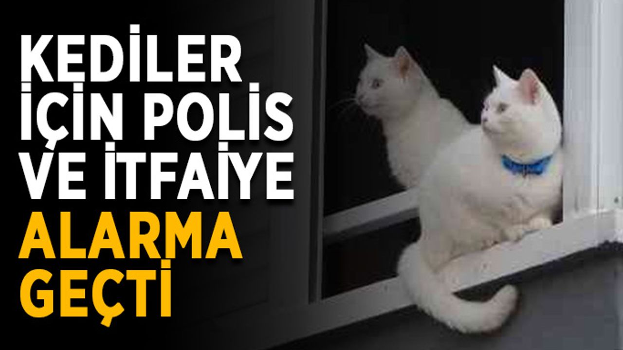 Kediler için polis ve itfaiye alarma geçti