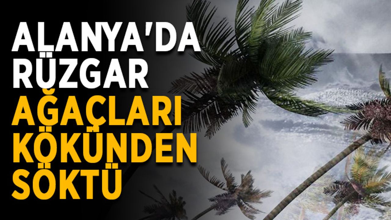 Alanya'da rüzgar ağaçları kökünden söktü