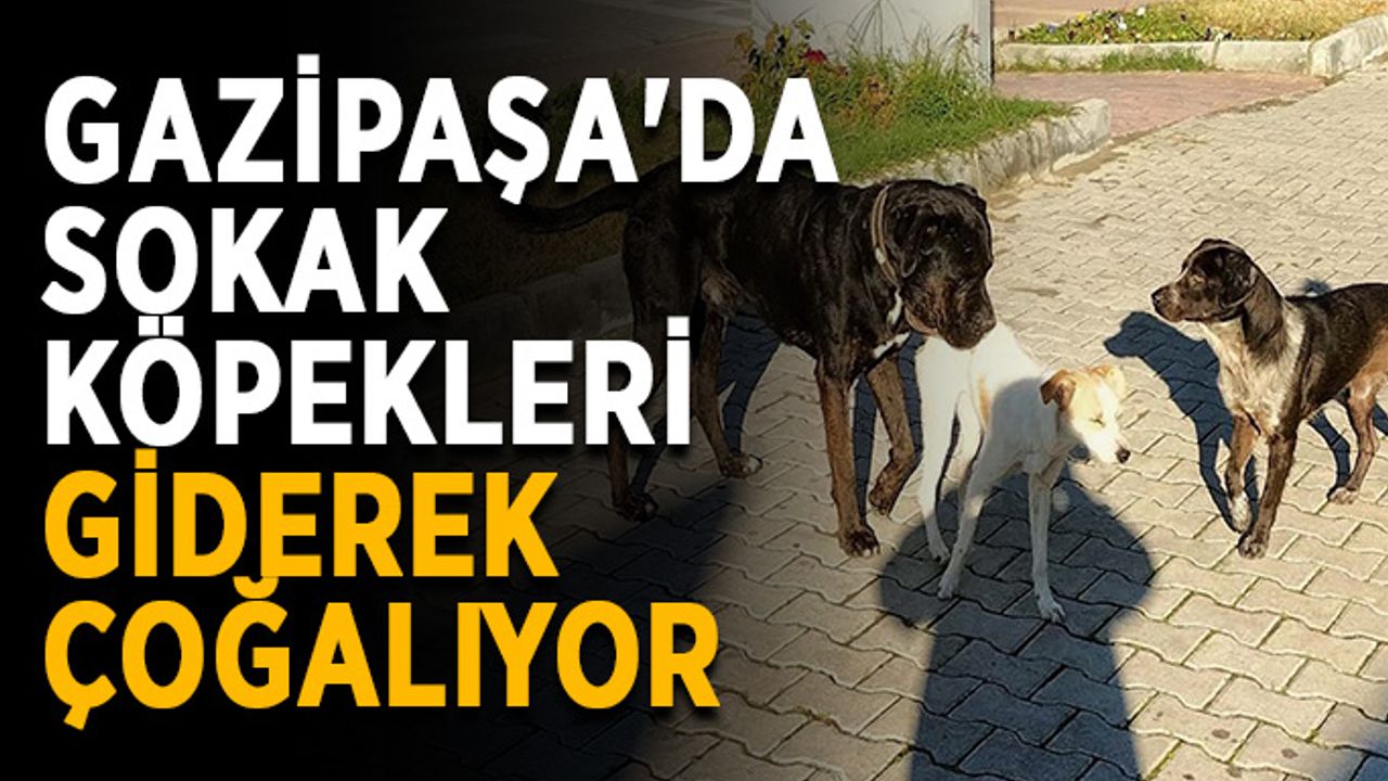 Gazipaşa'da sokak köpekleri giderek çoğalıyor