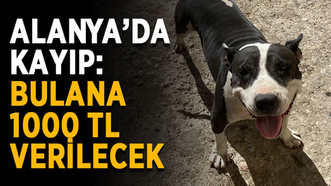 Alanya’da kayıp: Bulana 1000 TL verilecek