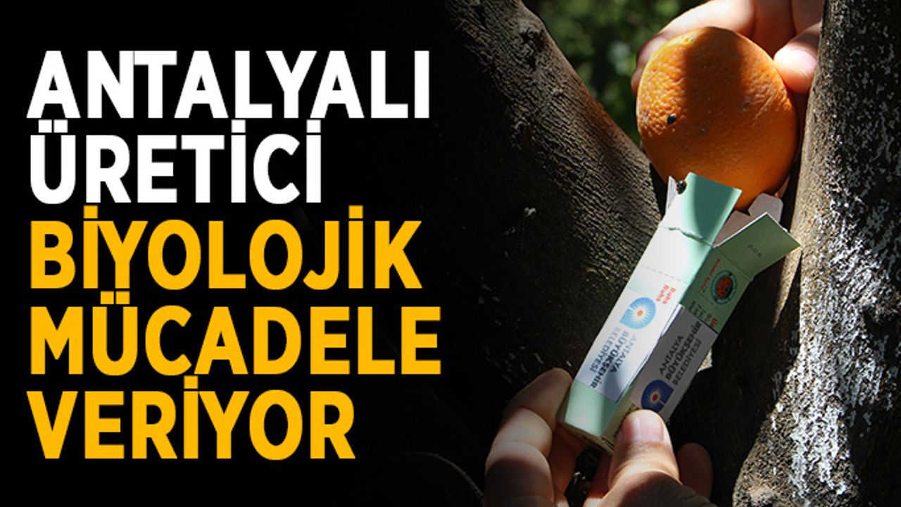 Antalyalı üretici biyolojik mücadele veriyor