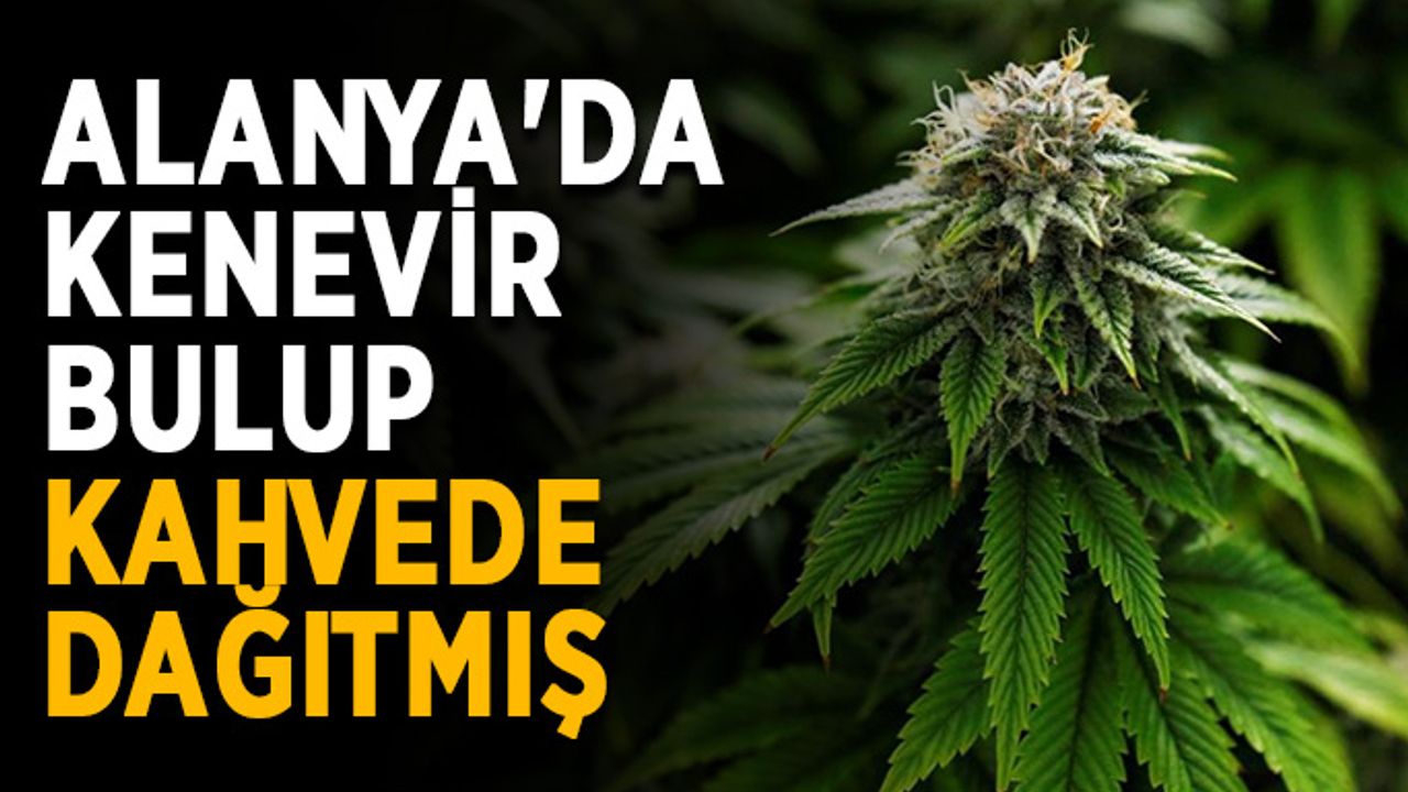 Alanya'da kenevir bulup kahvede dağıtmış