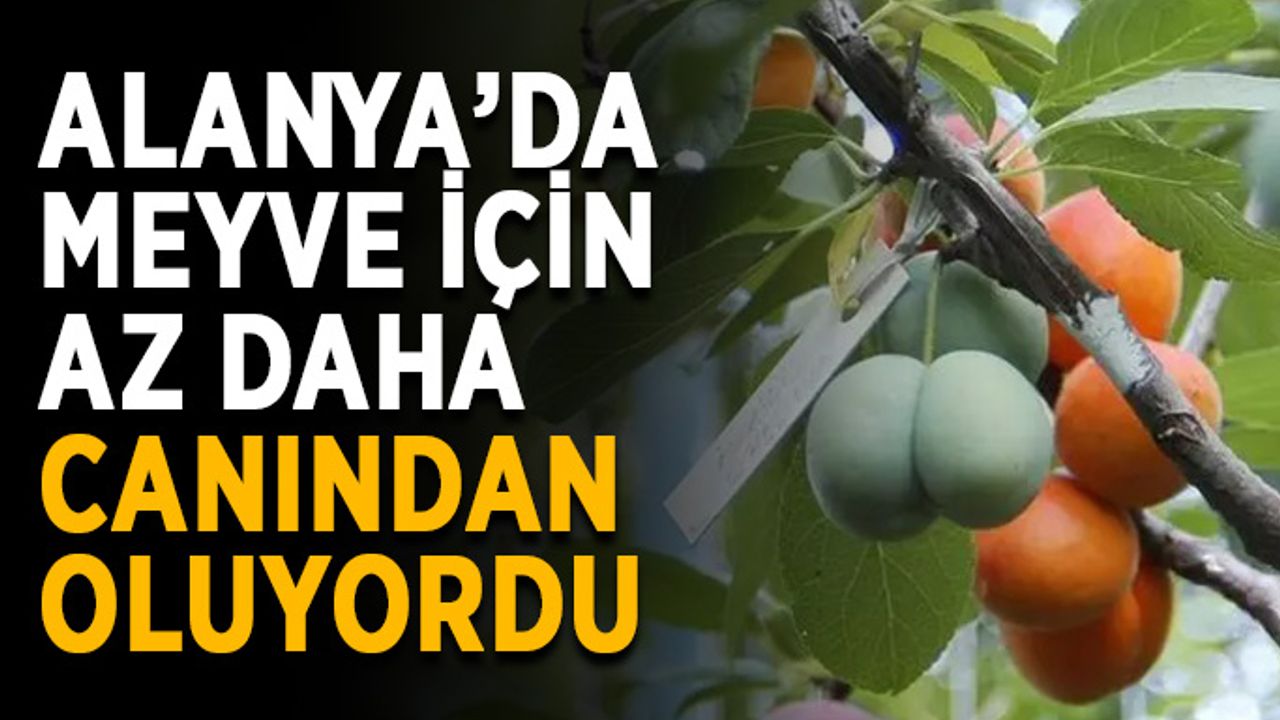 Alanya’da meyve için az daha canından oluyordu