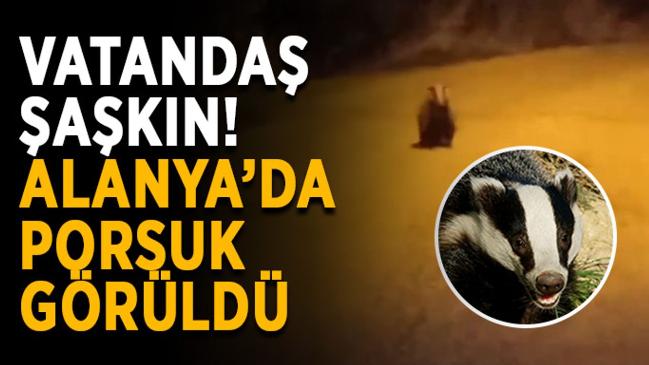Vatandaş şaşkın! Alanya’da porsuk görüldü