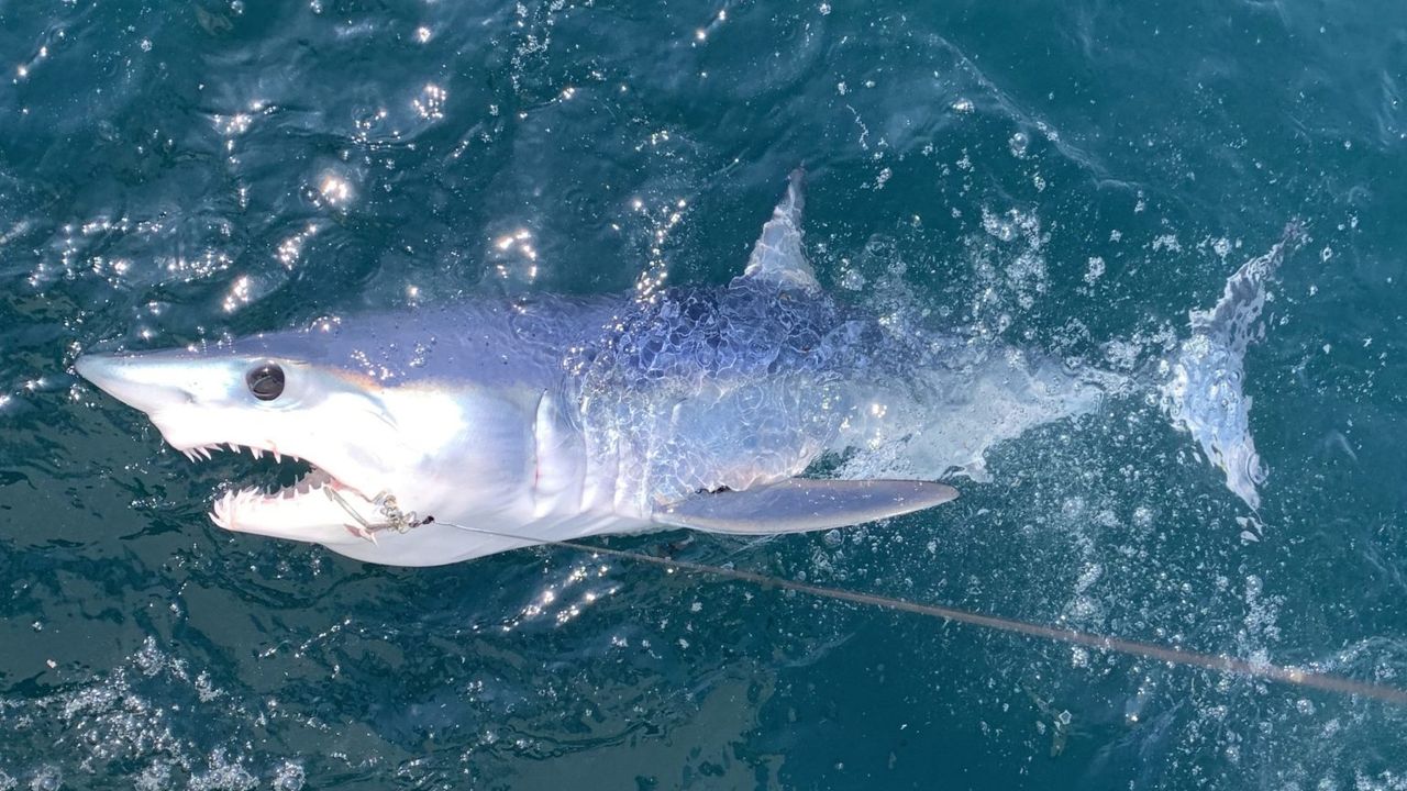 Köpek balığı şaşkınlığı! Alanya açıklarında oltaya takıldı
