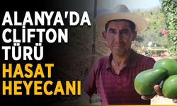 Alanya'da Clifton türü hasat heyecanı