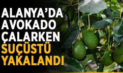 Alanya’da avokado çalarken suçüstü yakalandı