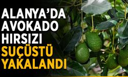 Alanya’da avokado hırsızı suçüstü yakalandı