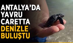 Antalya’da yavru caretta denizle buluştu