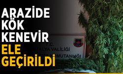 Arazide kök kenevir ele geçirildi