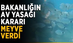 Bakanlığın av yasağı kararı meyve verdi