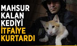 Mahsur kalan kediyi itfaiye kurtardı