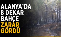 Alanya’da 8 dekar bahçe zarar gördü