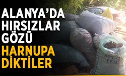 Alanya’da hırsızlar gözü harnupa diktiler