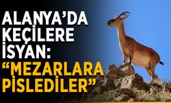 Alanya’da keçilere isyan: “Mezarlara pislediler”