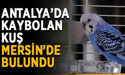 Antalya’da kaybolan kuş Mersin’de bulundu