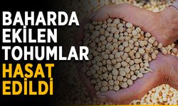 Baharda ekilen tohumlar hasat edildi